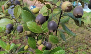 稔子酒的做法稔子比例 稔子酒的做法介绍