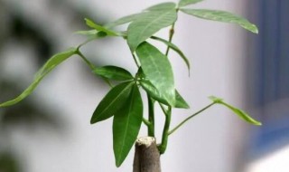 家里摆放什么花招财又旺宅 家里摆放哪些花招财又旺宅