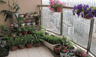 阳台放什么植物招财又旺宅 阳台放哪些植物招财又旺宅