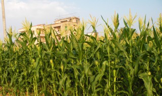 玉米怎么种苗 玉米如何种