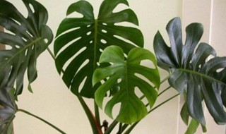 八种植物招财又旺宅龟背竹 什么植物招财又旺宅