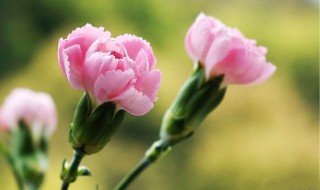 老母亲什么梗 老母亲解释