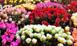 心有猛虎细嗅蔷薇表白 用心有猛虎细嗅蔷薇表白的含义