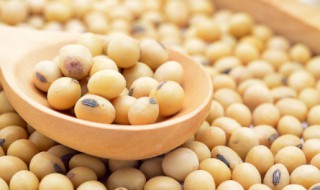 怎么泡干豆 干豆功效