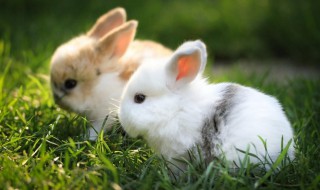 怎么保护动物 如何保护动物