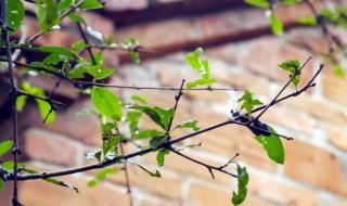 故乡是什么意思 故乡简单介绍