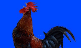 半夜鸡叫是什么征兆 半夜鸡叫都是什么征兆