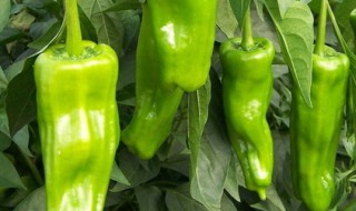 辣椒育苗方法和时间 辣椒育苗方法介绍