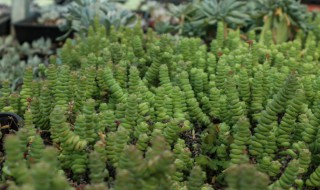 钱串子扦插方法 如何扦插钱串子