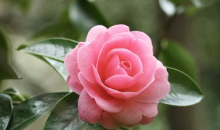 茶花落叶的救治方法 关于茶花落叶的救治方法