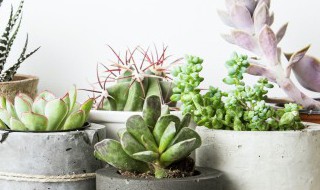 多肉创意花盆制作方法 多肉创意花盆怎么制作