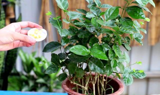 茉莉花繁殖方法 怎样繁殖茉莉花