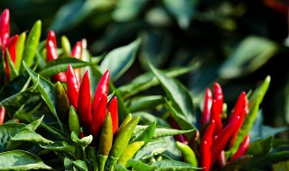 辣椒苗的栽种方法 怎么栽种辣椒苗