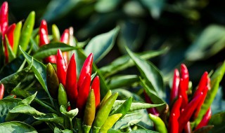 戒掉吃辣椒的最佳方法 怎么可以戒掉吃辣椒