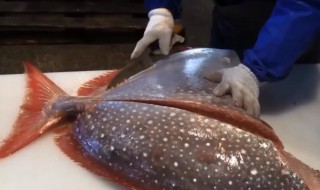 关于剑鱼的资料 有关剑鱼的资料