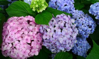 关于绣球花的资料 绣球花的资料介绍