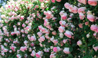 关于蔷薇花的资料 蔷薇花的资料介绍