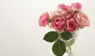 粉玫瑰代表什么意思花语是什么 粉玫瑰的简介
