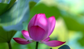 伏包秋是什么意思 伏包秋的解释