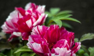 如何判断牡丹是否死了 牡丹是否死了的判断方法