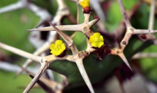 荆棘是什么植物 荆棘所属植物