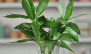 富贵竹长根以后怎么办 富贵竹长根以后怎么养法