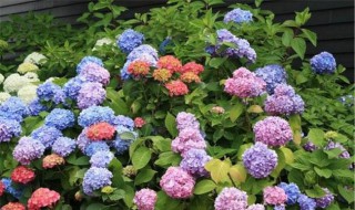 绣球花花苞初期是绿色的吗 绣球花花苞初期是不是绿色的