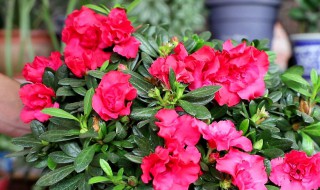 杜鹃花夏季的管理和养护 杜鹃花夏季的管理和养护方法分享
