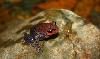 蟾蜍是益虫还是害虫 蟾蜍介绍