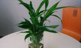 富贵竹长根了是不是代表活了 富贵竹长根以后怎么养