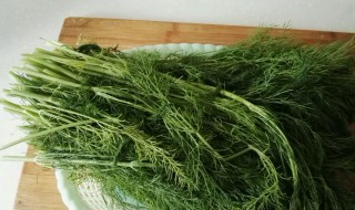 茴香苗发黄是什么原因 茴香苗发黄原因分享