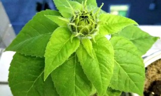 向日葵苗茎断了怎么处理 向日葵苗茎断了处理方法