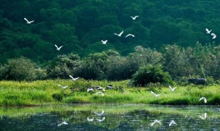 地球三大生态系统是指海洋湿地和什么 地球三大生态系统介绍