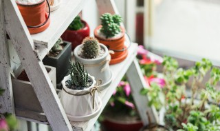 适合室内盆栽的植物 哪些适合室内盆栽