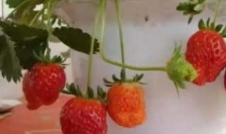 草莓只长藤不结果怎么办 草莓只长藤不结果处理方法