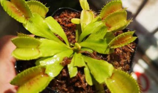 捕蝇草黑了还能复活吗 捕蝇草黑了还能不能复活