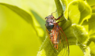 梦见蝉是什么意思 梦见蝉的意思介绍