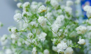 满天星怎么醒花 满天星醒花方法