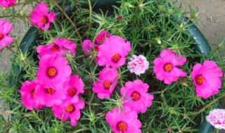 太阳花怎样才能又粗又壮 养太阳花又粗又壮的方法