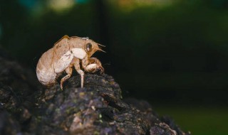 梦见知了猴是什么意思 梦见知了猴有什么意思