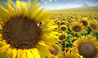 向日葵葵花的花语 向日葵葵花的花语介绍