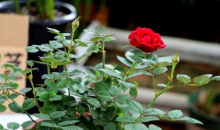 地栽月季多久施肥一次 地栽月季施肥方法