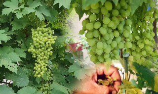 葡萄需要掐尖吗 葡萄需不需要掐尖