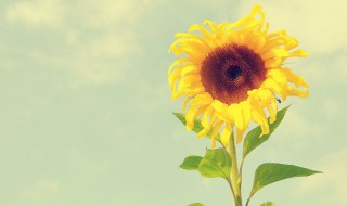 向日葵象征寓意 向日葵象征寓意是什么呢