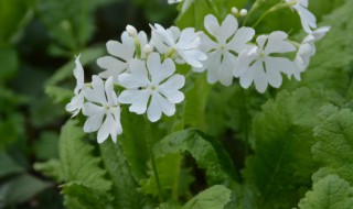 樱草的花语 樱草的花语有哪些