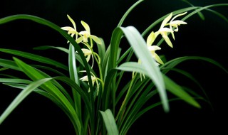 兰花几月份换盆合适 什么时候给兰花换盆合适呢