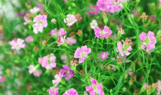 绿色满天星的花语 绿色满天星的花语是什么