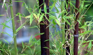 竹子叶尖干枯怎么救活 怎么救活竹子叶尖干枯