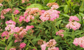 绣线菊一年开几次花 绣线菊几月开花