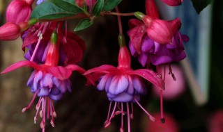 宝莲灯花能活几年 宝莲灯花介绍